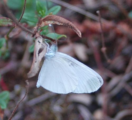 Leptidea sinapis